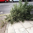Close up of green fir tree discarded on street — Stock Photo