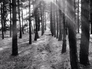 Monochromes Bild des Sonnenlichts, das durch Bäume im Wald strömt — Stockfoto