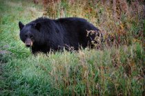 Portrait of Black Bear in Wyoming, Yellowstone National Park, USA — Stock Photo