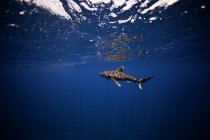 Tiburón oceánico de la natación en agua azul - foto de stock