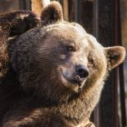 Primer plano de la cabeza de oso pardo a la luz del sol - foto de stock