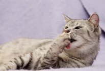 Cute fluffy cat licking paw — Stock Photo