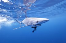 Синяя акула плавает в голубой воде — стоковое фото