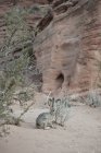 Серый кролик, сидящий на песке в пустыне — стоковое фото
