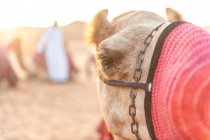 Vista de cerca del camello árabe amordazado en el desierto de Abu Dhabi al atardecer. Céntrate en el ojo de un camello, Abu Dhabi, Emiratos Árabes Unidos - foto de stock