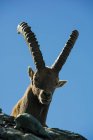 Ibex смотрит на камеру перед голубым небом — стоковое фото