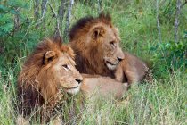 Dois leões bonitos deitados na grama verde juntos — Fotografia de Stock