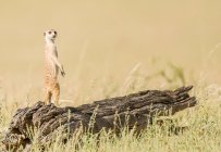 Meerkat стоячи на дереві, Kgalagdi Ботсвані, повіт Кгалагаді прикордонний парк — стокове фото