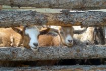 Close-up cute goats poking heads out of wooden fence — Stock Photo