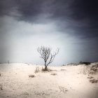 Bare tree on sand at beach under grey sky — Stock Photo