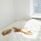 Две очаровательные кошки спят на белой кровати в помещении — стоковое фото