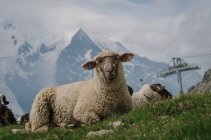 Vista de ovejas lindas en el pasto con montañas en el fondo - foto de stock
