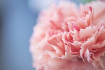 Primer plano de flor de clavel rosa en flor - foto de stock