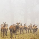 Banda de ciervos caminando en el bosque de niebla con el último mirando a la cámara - foto de stock