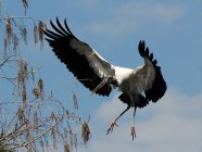 Wood Stork (Mycteria americana) in flight beside tree, wild life — Stock Photo