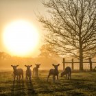 Bandada de corderos en el prado al sol de la mañana - foto de stock