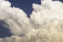 Vista panoramica dell'uccello in volo in cielo nuvoloso — Foto stock