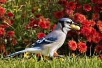 Jay bleu tenant cacahuète dans la bouche et debout dans la nature — Photo de stock