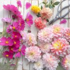 Colorido corte fresco Flores y tijeras en madera blanca - foto de stock