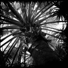 Low angle view of Palm trees in monochrome — Stock Photo