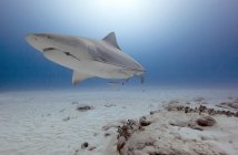 Величественная акула-бык, плавающая под водой — стоковое фото