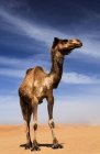 Низкий угол обзора величественного верблюда Омана в пустыне — стоковое фото