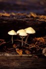 Вид крупним планом з трьох білих грибів — стокове фото