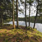 Racines d'arbres au bord du lac, Suisse, Jura — Photo de stock