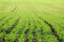 Selective focus, rows of green crops — Stock Photo