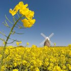 Reino Unido, West Sussex, Halnaker Moinho de vento no campo das flores — Fotografia de Stock