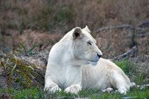 Величний білий лев, лежачи на зеленій траві в пустелі — стокове фото