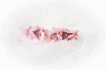 Gros plan de fleurs roses sur fond blanc — Photo de stock