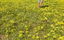 Sezione bassa di una ragazza che cammina attraverso i fiori — Foto stock
