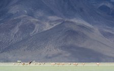 Panoramablick auf Flamingos auf dem Salar de surire, Chile — Stockfoto