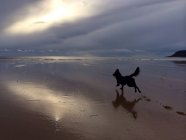 Живописный вид на Дога, бегущего по пляжу — стоковое фото