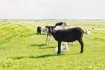 Pecora bianca e nera in piedi nel campo verde nella giornata di sole — Foto stock