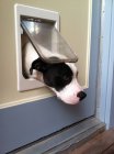 Side view of Big black and white dog trying to get out of cat flap — Stock Photo