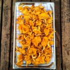 Top view of chanterelle mushrooms on metal tray over wooden table — Stock Photo
