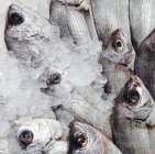 Dorada pescado en hielo en un mercado en España - foto de stock
