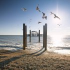 Brighton West Pier with flying seagulls, United Kingdom — Stock Photo
