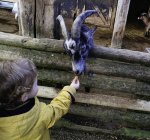 Little boy feeding goat behind wooden fence — Stock Photo