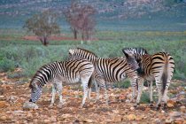 Rebanho de belas zebras africanas selvagens em pé ao ar livre — Fotografia de Stock