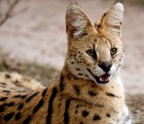 Nahaufnahme der schönen afrikanischen Wildkatze, Südafrika, mpumalanga — Stockfoto