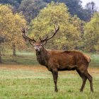 Beautiful deer with big horns posing on meadow — Stock Photo