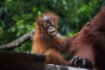 Bebé orangután pongo pygmaeus aferrándose a la madre - foto de stock
