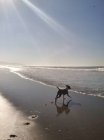 Vista panoramica del cane che corre sulla spiaggia — Foto stock