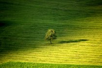 Vista panorámica de un solo árbol en un campo verde, Obwalden, Suiza - foto de stock