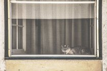 Lindo peludo gato sentado en ventana - foto de stock