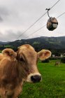 Vacas em campo com teleférico, Tirol, Áustria — Fotografia de Stock