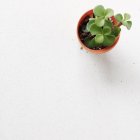 Вид зверху на сукулентну рослину в квітковому горщику — стокове фото